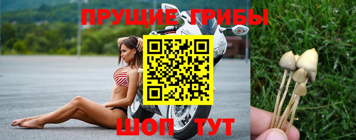 Псилоцибиновые грибы Psilocybe  Вход с VPN  Заводоуковск 